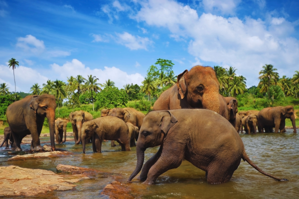 Pinnawala Elephant Orphanage
