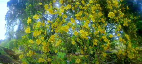 University of peradeniya-eLnka