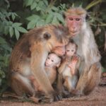 macaque monkey menace