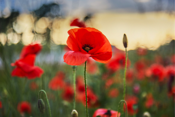 Anzac Day