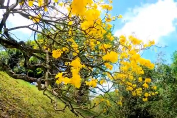Blossoms of Legacy: The Enchanting Gardens of the University of Peradeniya – By Malsha – eLanka