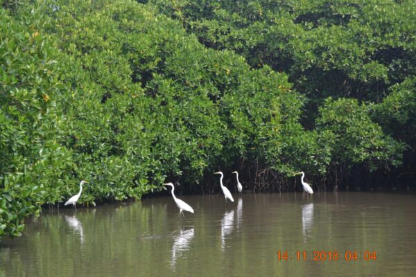 NEGOMBO – SRI LANKA A Perfect Chillaxing Location for All - By Leelananda Ihalagamage