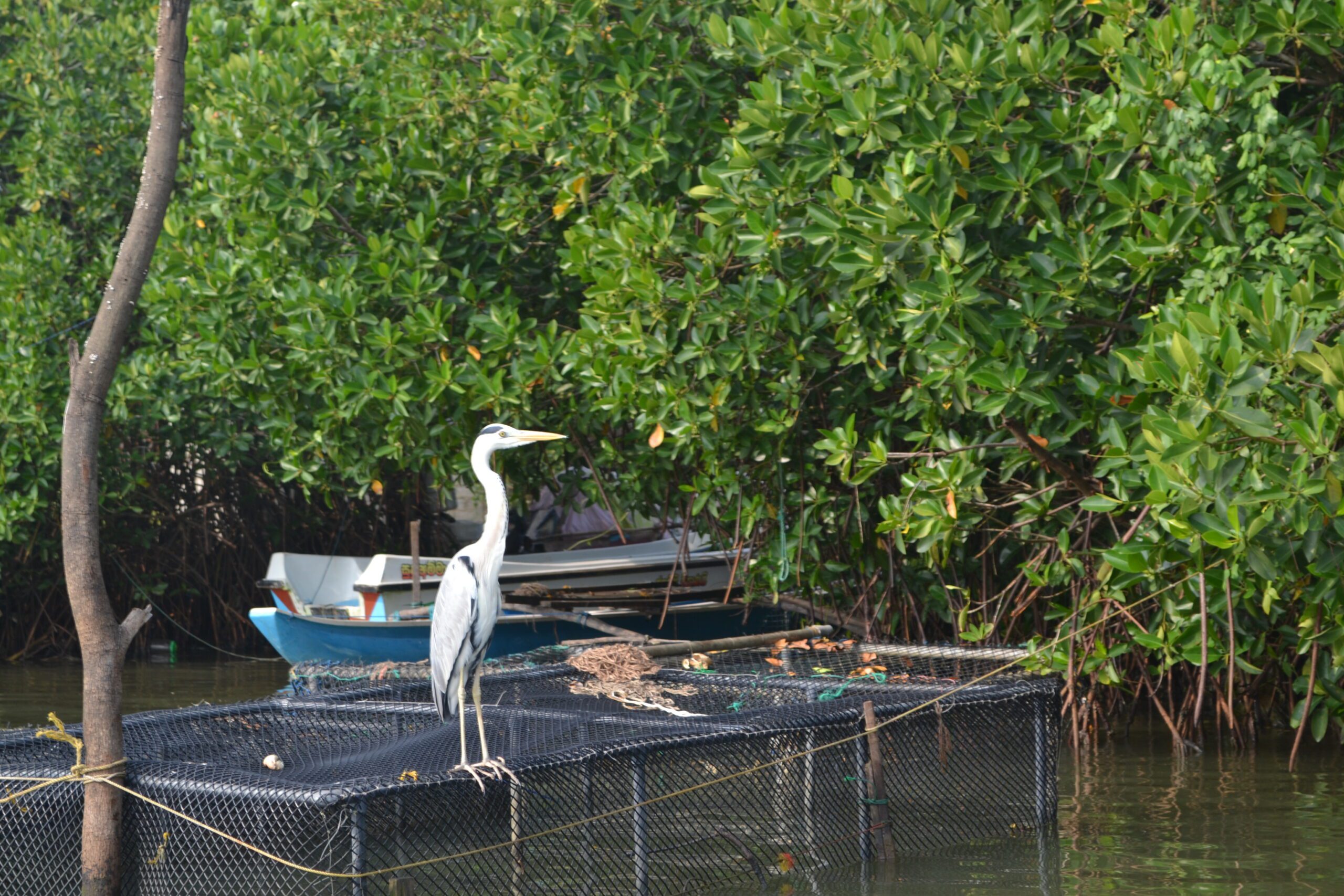 NEGOMBO – SRI LANKA A Perfect Chillaxing Location for All - By Leelananda Ihalagamage