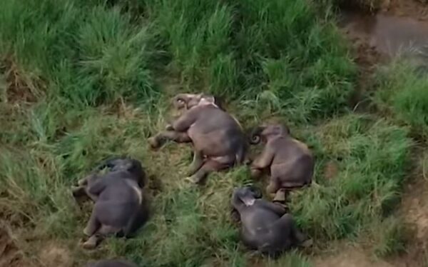 Wild Elephants Sleeping by Mahaweli River