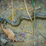 amphibians and reptiles-eLanka