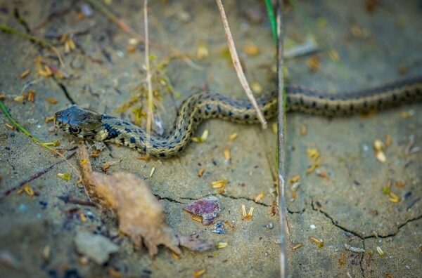 amphibians and reptiles-eLanka