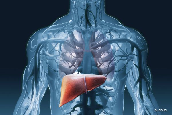 Medical diagram of human liver showing its key functions and position in the body