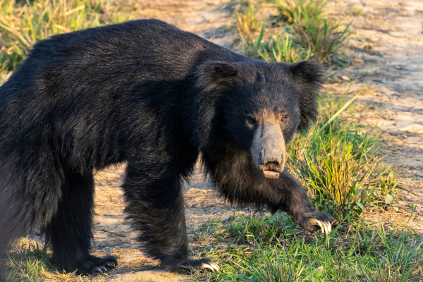 The Sri Lankan Sloth Bear: Our Shy, Shaggy Forest Treasure - By Malsha - eLanka