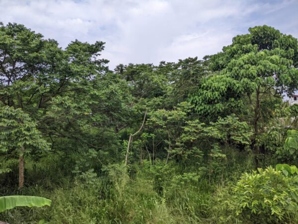 සොබාදහමේ විස්මිත රිද්මය - By ආචාර්ය ගාමිණී කාරියවසම්