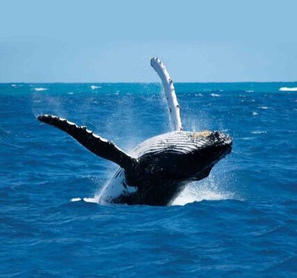 Blue Whale Watching in Sri Lanka-eLanka