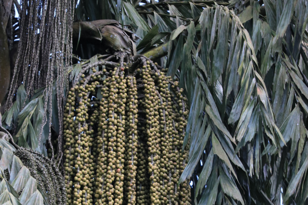 Kithul Palm