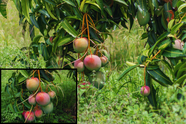 Mango Cultivation in Sri Lanka: A Comprehensive Overview – By  Malsha – eLanka