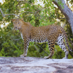Sri Lankan Leopards