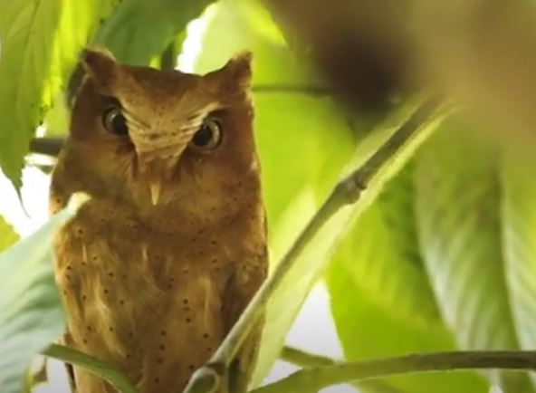 Whispers of the Rainforest: The Enigmatic Serendib Scops Owl of Sri Lanka – By Malsha – eLanka