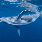 Sri Lanka Blue Whale