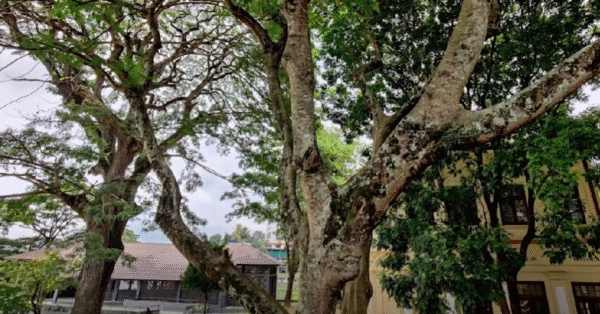 Trinity College-eLanka