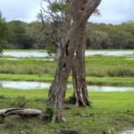 Wilpattu