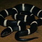 Sri Lankan Krait