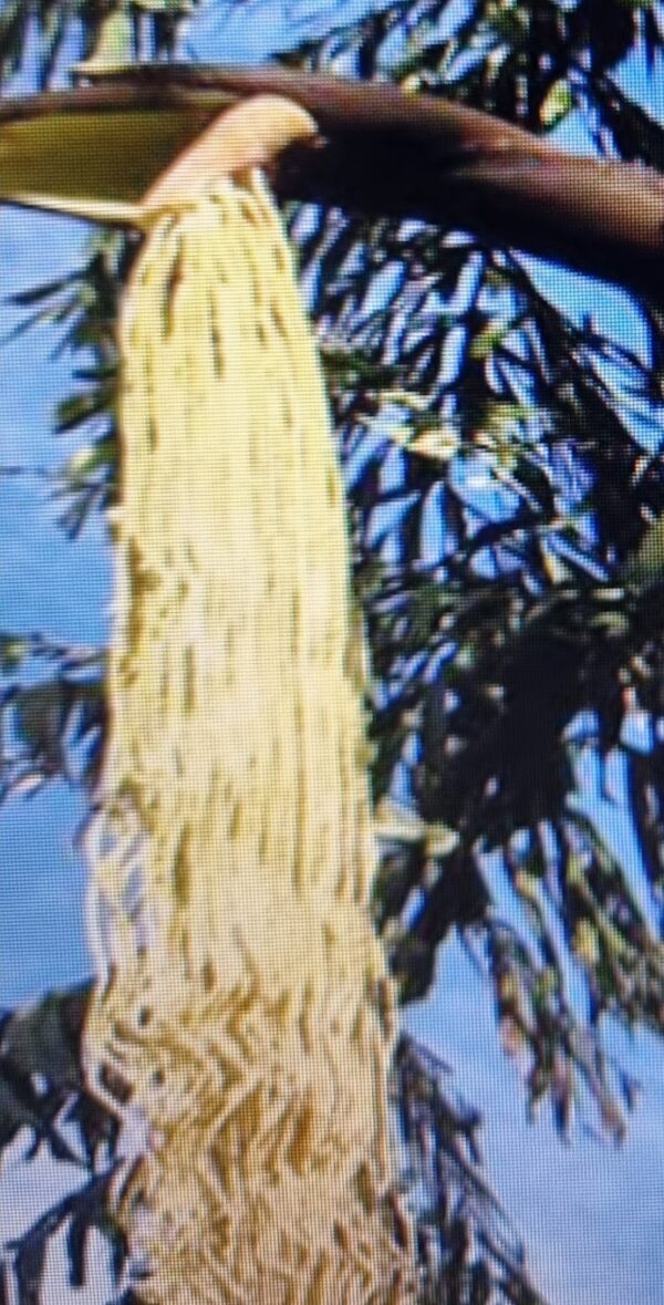 kitul tree