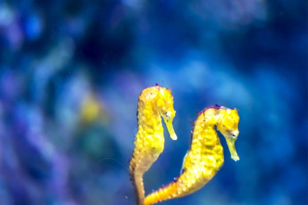 Seahorses