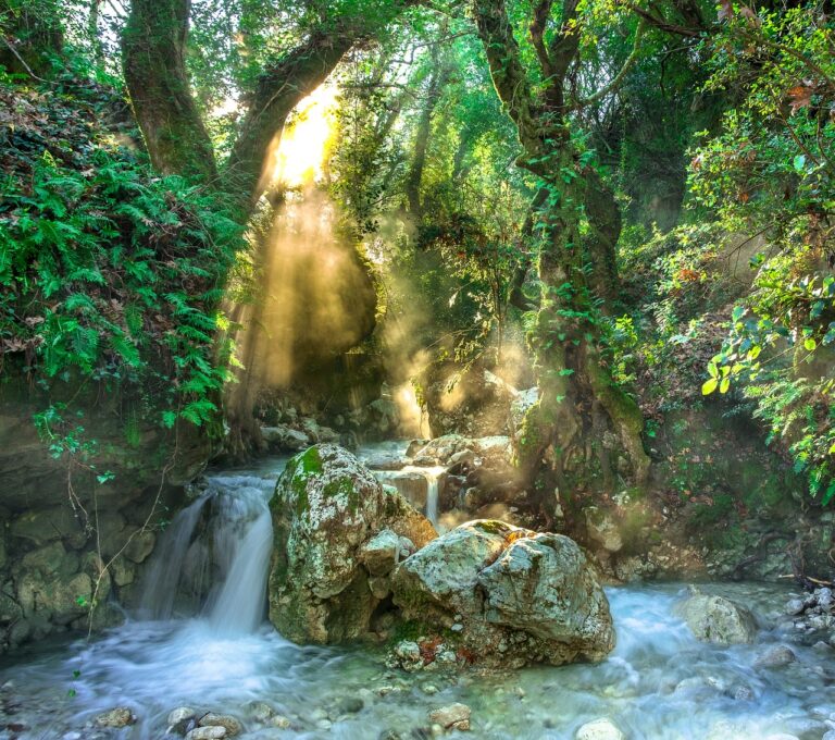 Sinharaja Rainforest: Sri Lanka’s Living Green Jewel-by Kalani-eLanka