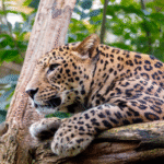 The Sri Lankan Leopard