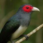 Red-Faced Malkoha