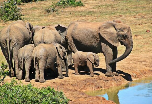 Elephants-eLanka