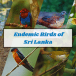 Endemic Birds of Sri Lanka