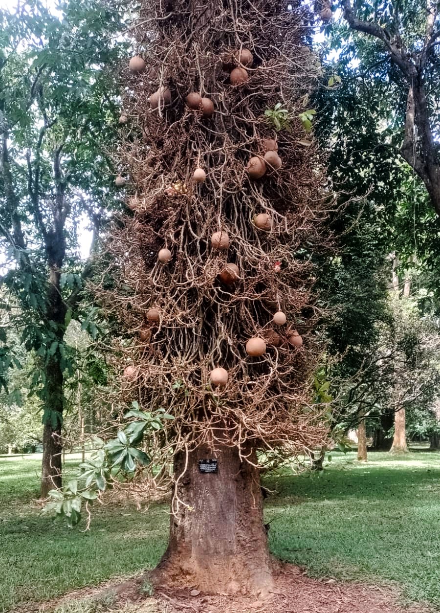 ROYAL BOTANICAL GARDENS – PERADENIYA SRI LANKA (1)