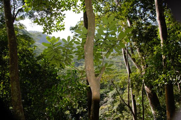 VAJIRARAMA BUDDHIST MEDITATION CENTRE (FOREST SOLITUDE) – KANDY, SRI LANKA