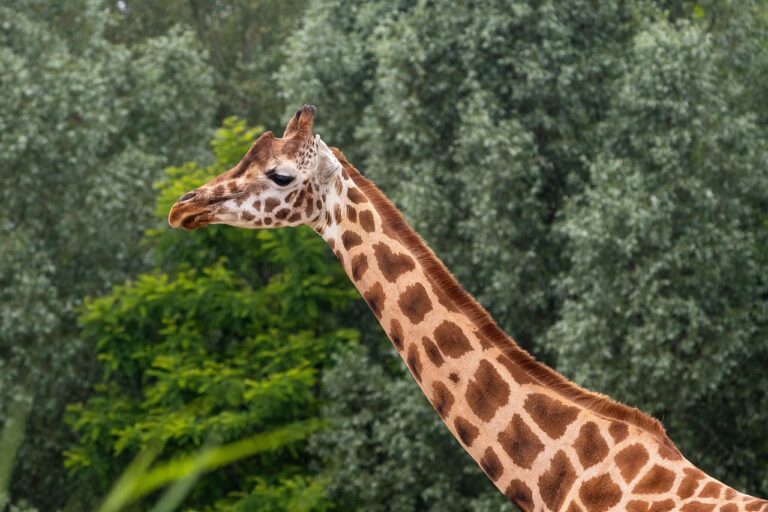 Dehiwala Zoo – The National Zoological Gardens of Sri Lanka-by Kalani-eLanka