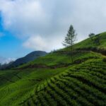 Diyagama's Tea Land