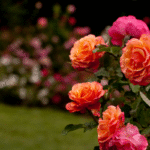 WHERE THE ROSES NEVER FADE
