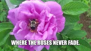 SUNDAY CHOICE - WHERE THE ROSES NEVER FADE - By Charles Schokman