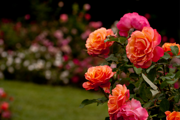 WHERE THE ROSES NEVER FADE