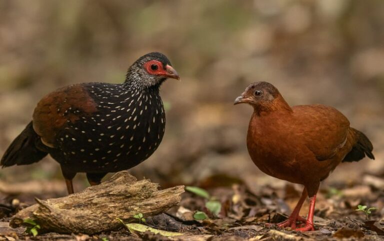 Feathered Shadows of the Forest: The Enigmatic Spurfowls of Sri Lanka – By Bhanuka – eLanka