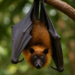 Flying Foxes