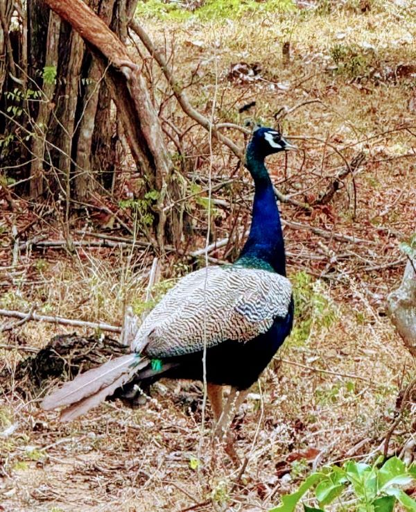 KUMANA NATIONAL PARK IN SRI LANKA