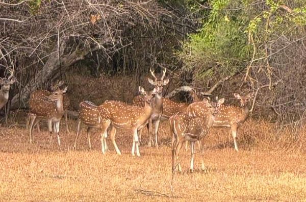 KUMANA NATIONAL PARK IN SRI LANKA