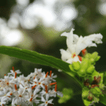Sepalika tree