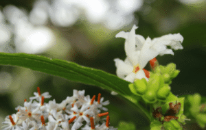 Sepalika Tree: An Ayurvedic Treasure for Healing and Wellness – By Nadeeka – eLanka