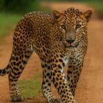 wilpattu
