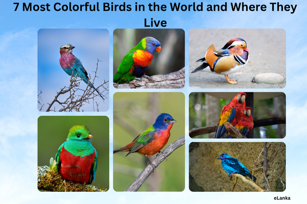 most colorful birds in the world , colorful birds and their habitats , lilac-breasted roller facts , rainbow lorikeet habitat Australia , mandarin duck colorful plumage , resplendent quetzal Central America , brightly colored birds list , beautiful birds of the world
