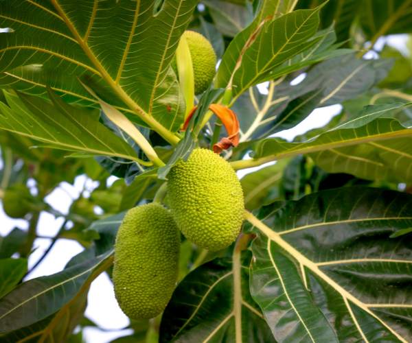 Ceylon Breadfruit Tree