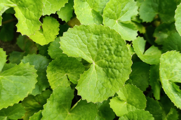 Gotu Kola