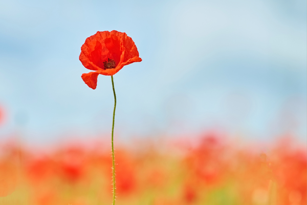 Remembrance Day 2025, Poppy Day Australia, honouring fallen soldiers, Australian veterans tribute, ANZAC remembrance, war heroes commemoration, Remembrance Day poem, Lest We Forget, military remembrance service, honouring service personnel, Australian Defence Force tribute, remembering the fallen, poppy symbol meaning, memorial day reflection, bagpipes and drums ceremony, remembrance day prayer, tribute to soldiers, Australian war memorial, veterans honour ceremony, November remembrance day events