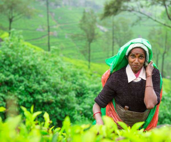 Tea Research Institute of Sri Lanka – A Pillar of Innovation in the Global Tea Industry - By Bhanuka - eLanka