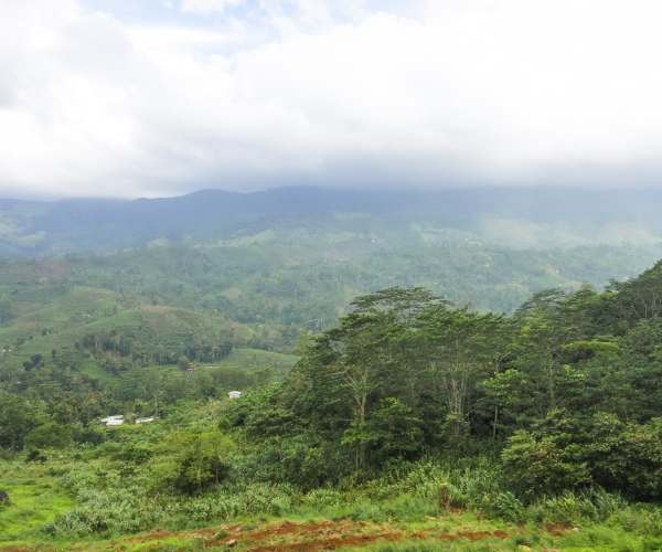 Why Protecting the Sinharaja Forest Reserve Is Essential for Sri Lanka’s Future