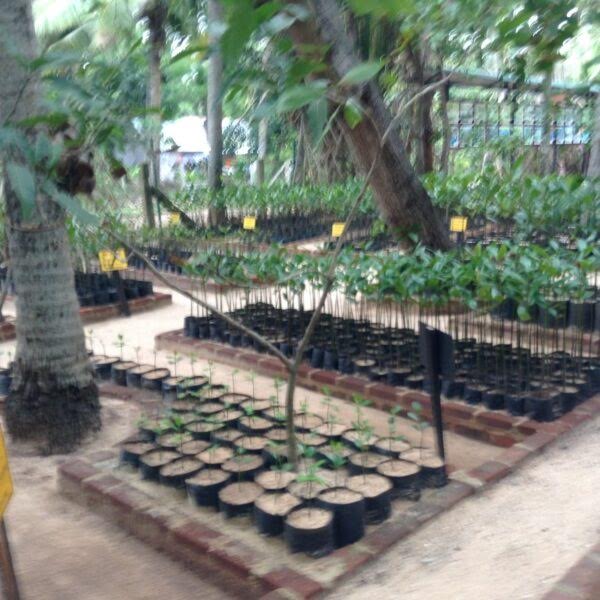 Anuradha Wickramasinghe 04